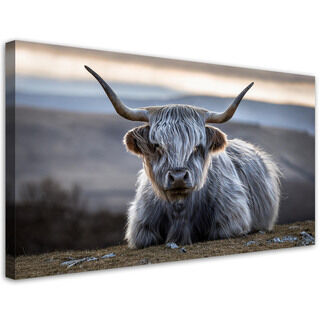 Leinwandbild, Liegende schottische Kuh - (80x40)