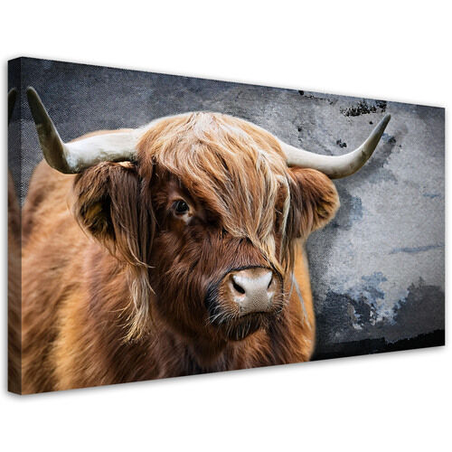 Leinwandbild, Schottische Kuh-Tier-Natur - (100x50)