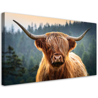 Leinwandbild, Schottische Kuhtiere - (80x40)
