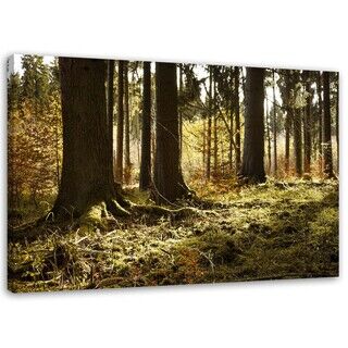 Wandbilder, Wald neblige Landschaft