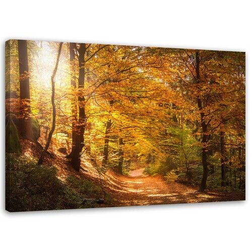 Wandbilder, Wald Herbstlandschaft