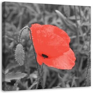 Wandbilder, Roter Mohn in Grau