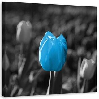 Wandbilder, Blaue Tulpenblume Natur