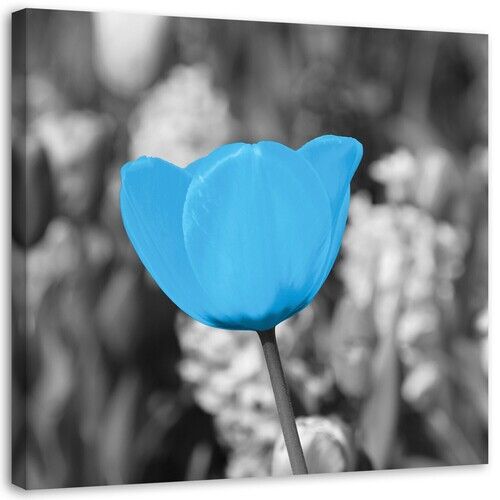 Wandbilder, Tulpenblumen Pflanze Blau