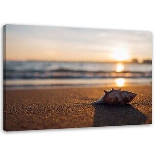 Wandbilder, Muschel am Strand