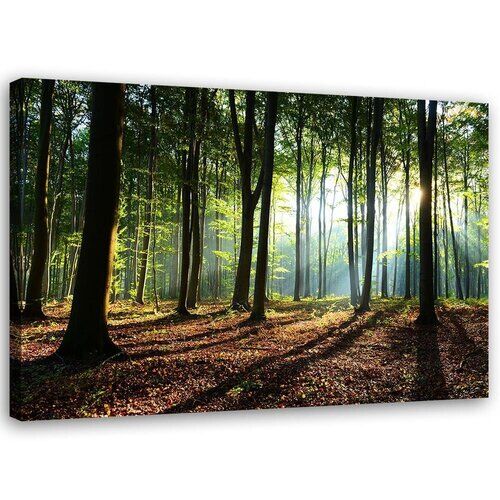 Wandbilder, Wald bei Sonnenaufgang Landschaft