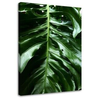 Wandbilder, Glattes Blatt einer Monstera-Pflanze