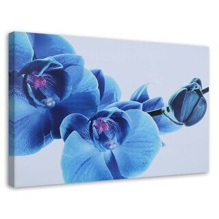 Wandbilder, Blaue Orchidee - Zweig mit Blumen