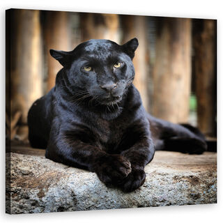 Wandbilder, Schwarzer Panther