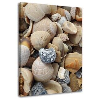 Wandbilder, Muscheln und Steine am Strand