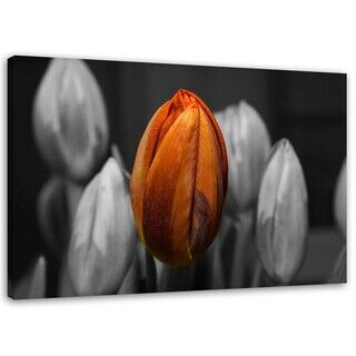 Wandbilder, Orange Tulpe