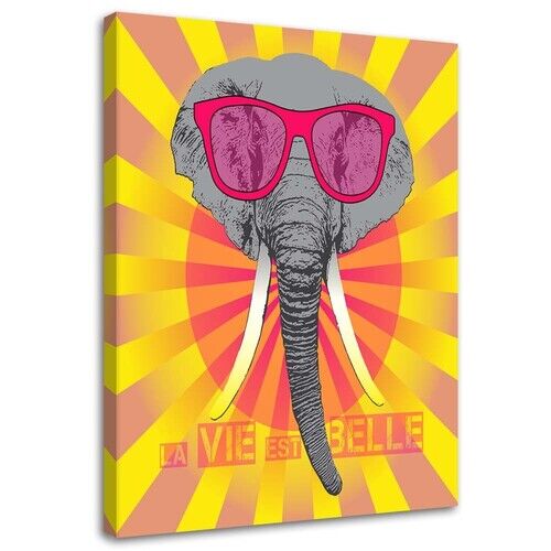 Wandbilder, Elefant mit Brille