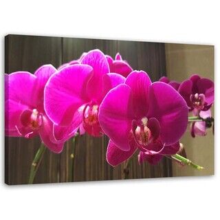 Wandbilder, fuchsia Orchideen