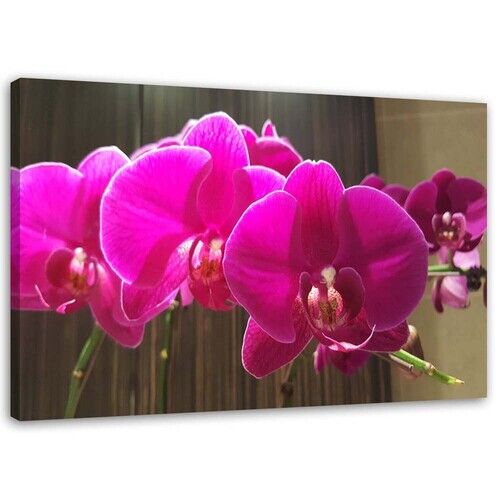 Wandbilder, fuchsia Orchideen