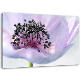 Wandbilder, Lila Anemone