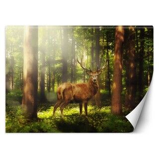 Tapete, Hirsch Tiere Wald Natur