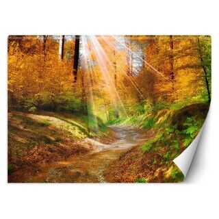 Wandbilder, Herbstwald Natur Landschaft