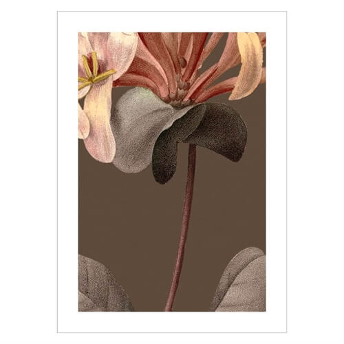 Poster - Vintage Blumen Geißblatt