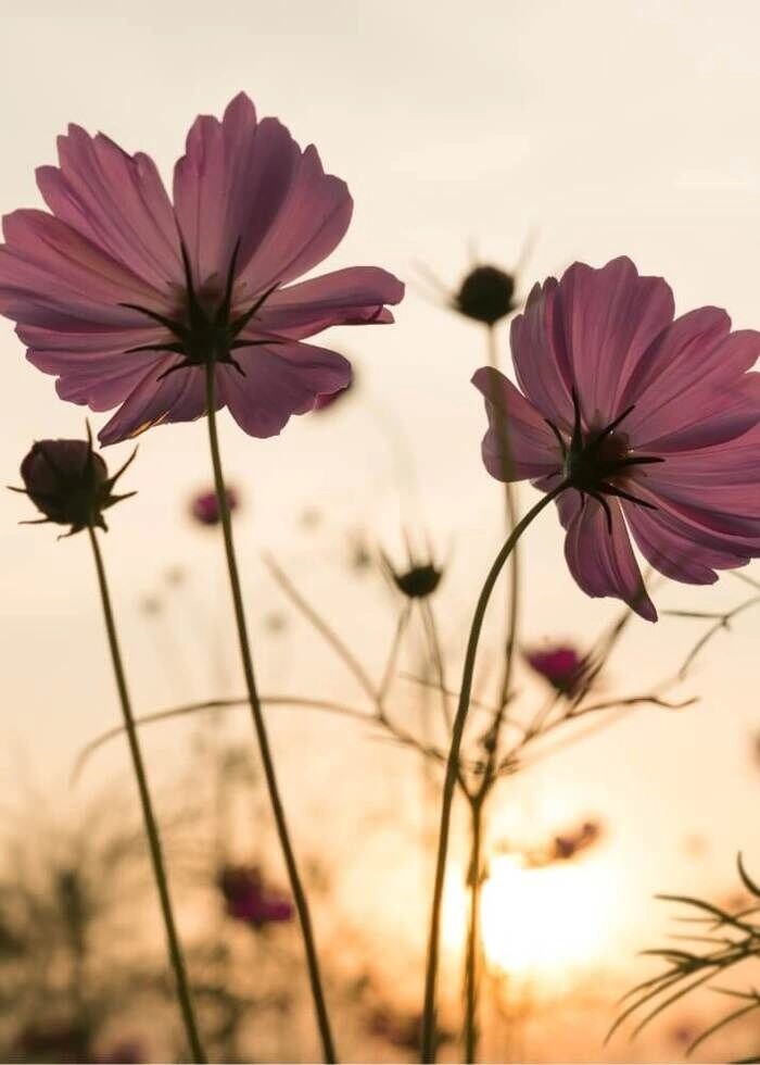 Poster mit Silhouette rosa Blume