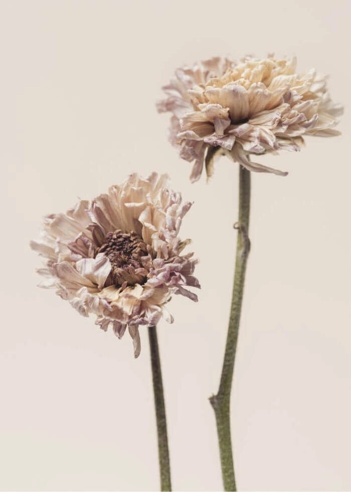 Poster mit Chrysanthemenblüte