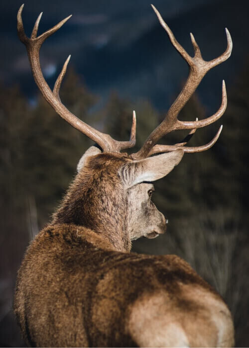 Poster - Hirsche in der Natur