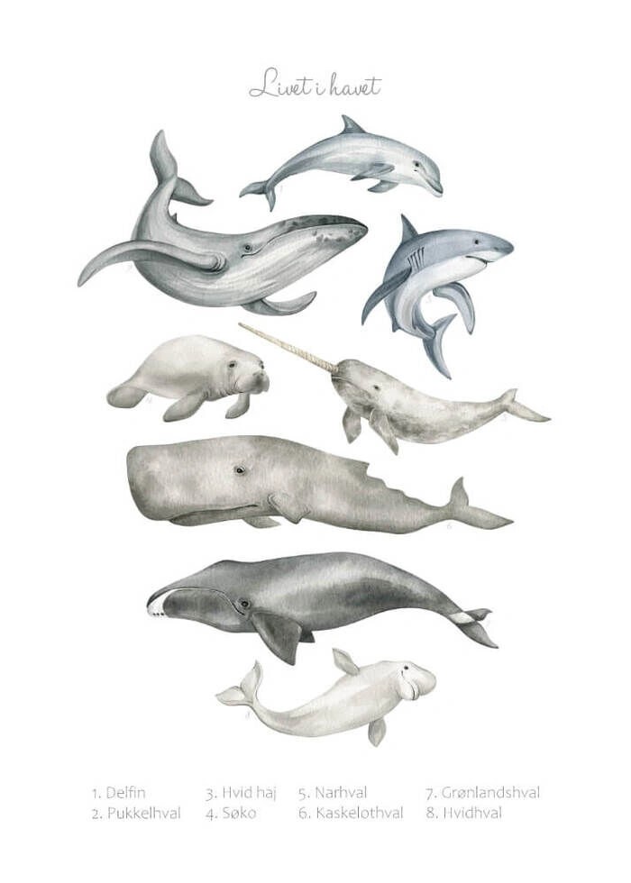Kinder- und Lernposter über die Tiere im Meer