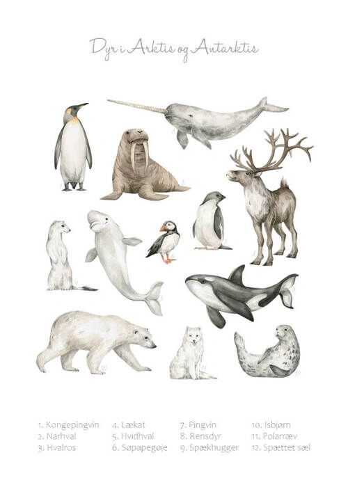 Lernposter - Tiere in Arktis und Antarktis