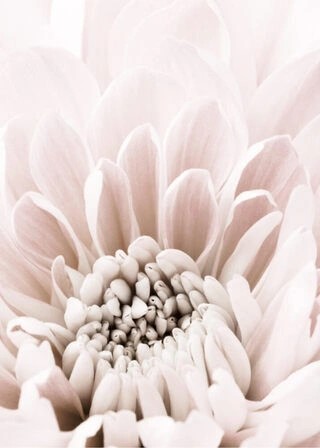 Poster - Chrysantheme 6