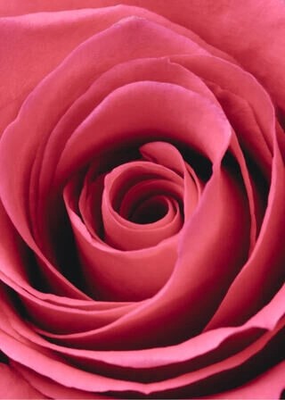 Poster - Rote Rose