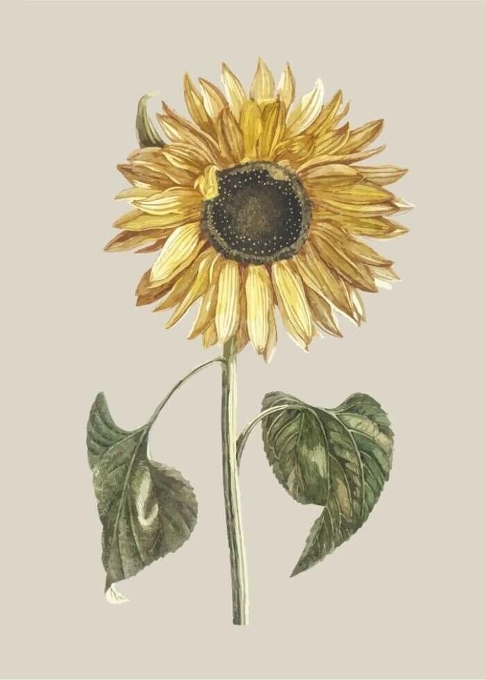 Schönes Poster mit einer gezeichneten Sonnenblume auf beigem Hintergrund als Poster