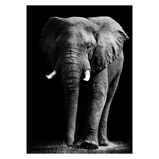 Poster mit Elefanten in Schwarz und Weiß