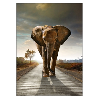 Poster - Elefant unterwegs