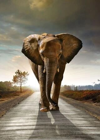 Poster - Elefant unterwegs