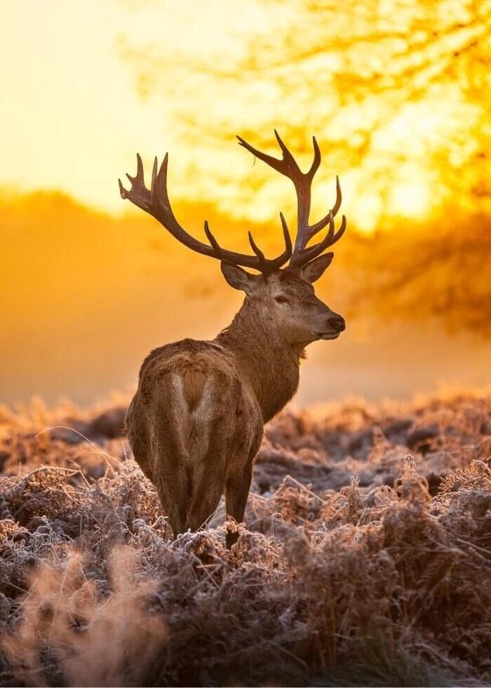 Poster mit Rotwild bei Sonnenaufgang