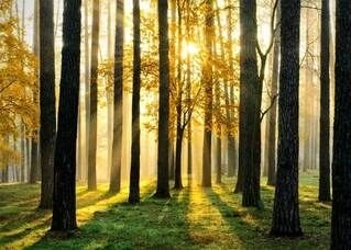 Poster - Waldherbst