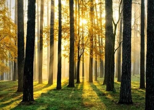 Poster - Waldherbst