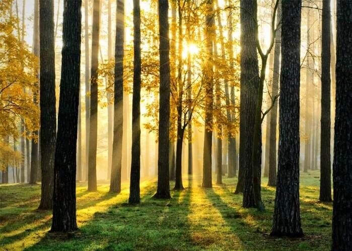 Poster mit Blick auf einen schönen Herbstwald