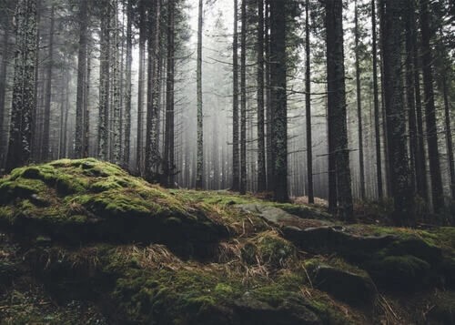 Poster - Wald, Stein und Moos