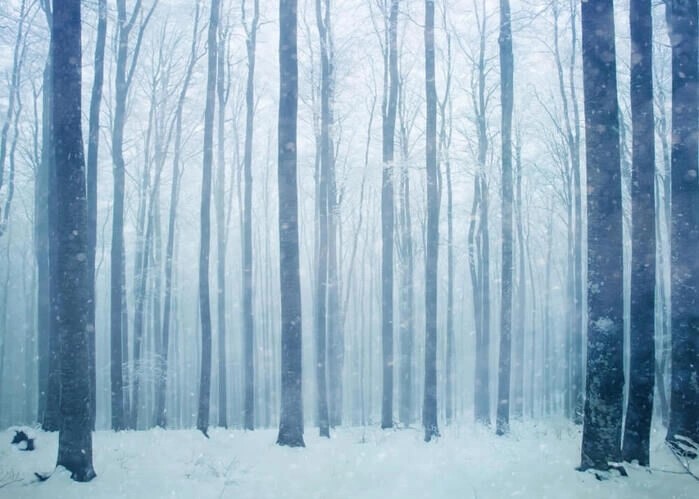 Poster mit Blick auf einen Winterwald