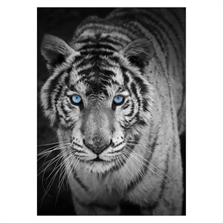 Poster - Tiger mit blauen Augen