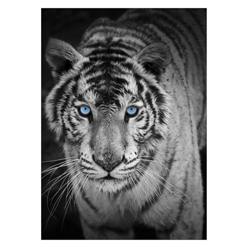 Poster mit dem coolsten Tiger mit blauen Augen