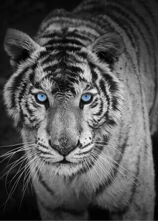 Poster - Tiger mit blauen Augen