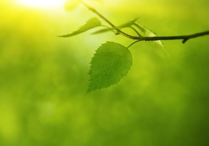 Poster der Natur in der schönsten grünen Farbe