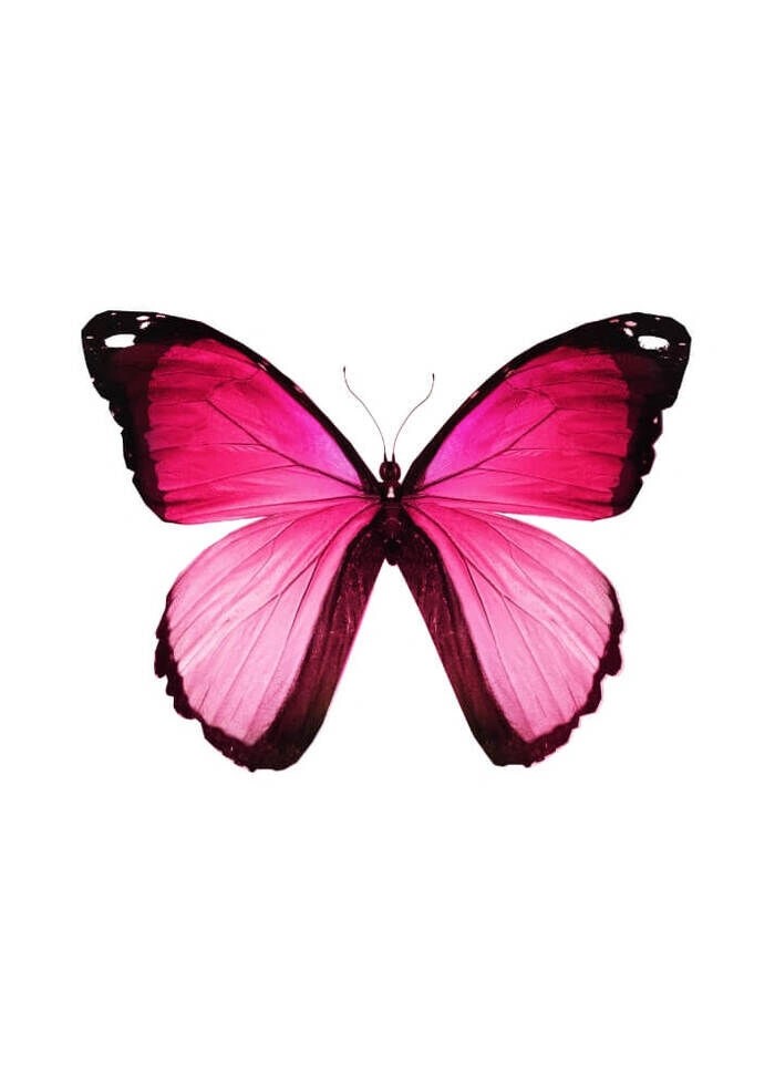 Poster mit wunderschönem Schmetterling in Rosa- und Hellrosatönen