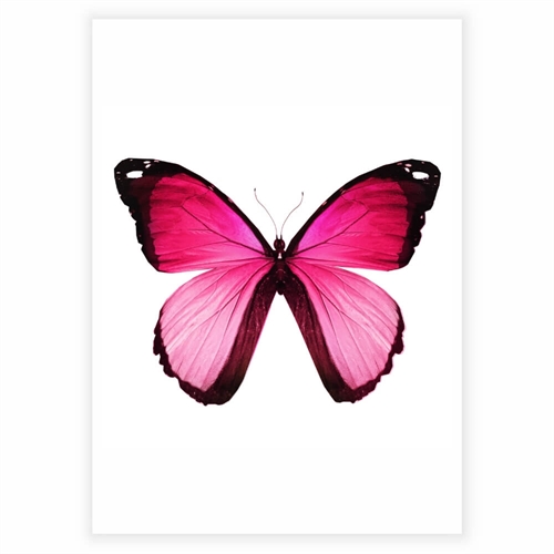 Poster mit wunderschönem Schmetterling in Rosa- und Hellrosatönen