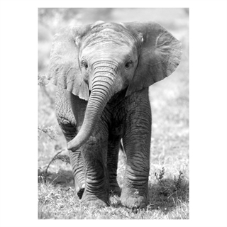 Poster - Elefantenbaby