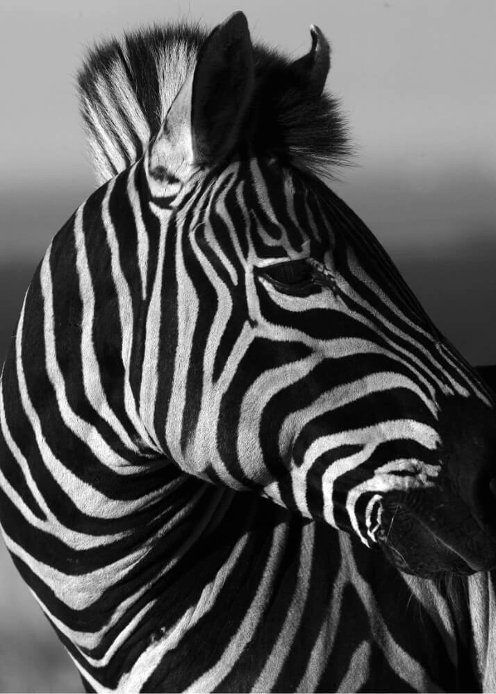 Poster - Zebra-Porträt