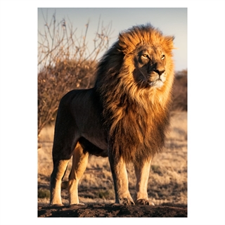 Poster - Einfacher stolzer Löwe