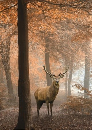 Poster - Rotwild im herbstlichen Wald