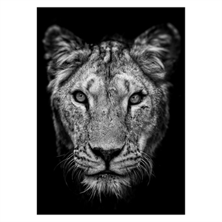 Poster - Afrikanische Löwin